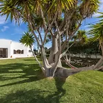 Yucca Garden *