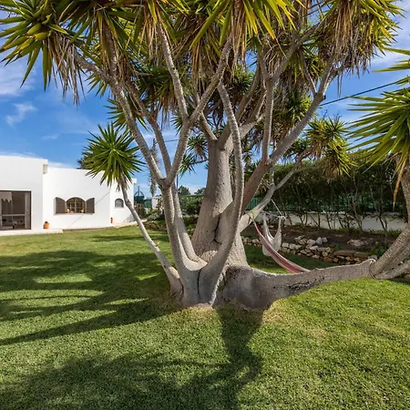 Yucca Garden *